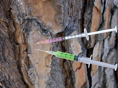 Tree Injections, Hollywood, CA